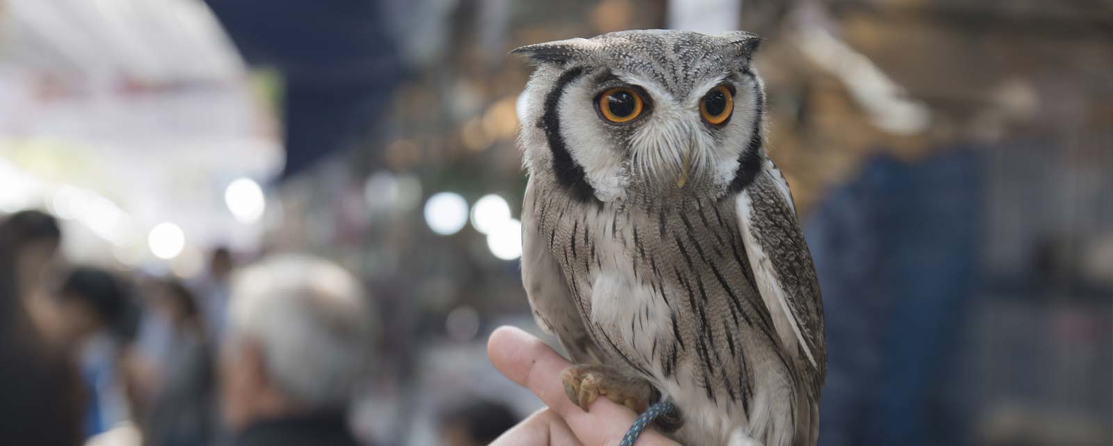 Southeastern Wildlife Expo “SEWE” Going Coastal Transportation